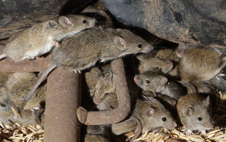 Mouse Plague Hits Western Australia
