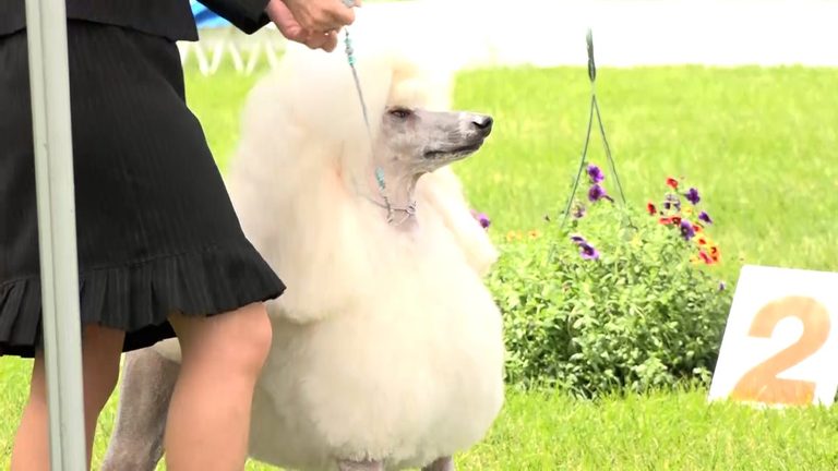 Mt Bachelor Kennel Club Dog Show