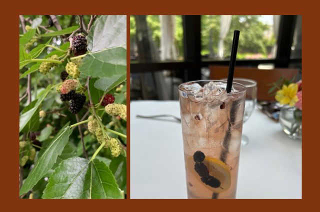 Mulberry Madness At Waverly Farmer S Market
