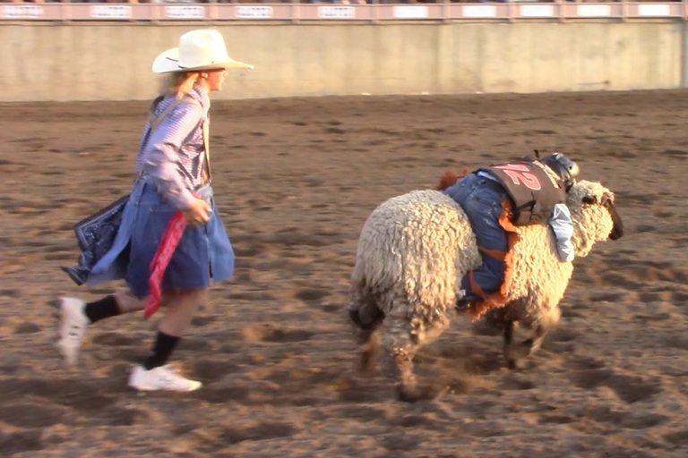 Mutton Bustin At Central Wyoming Fair
