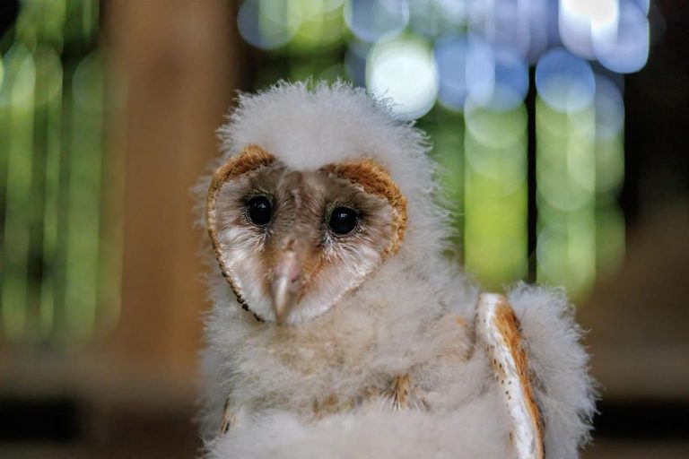 Nc Barn Owls Gain International Attention