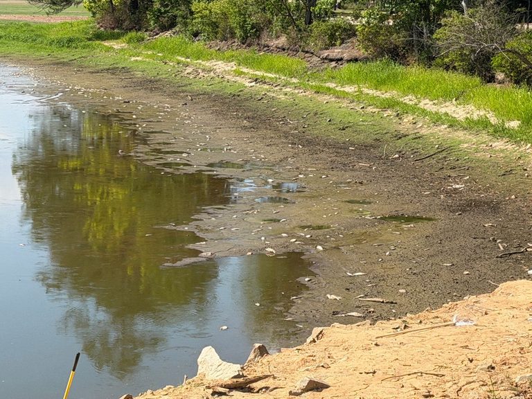 Nc Drought Causes Fish Kill At Lake Wilson