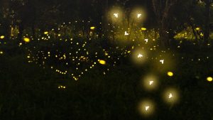 New Firefly Species Found