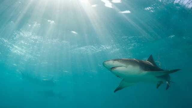New Law Requires Emergency Alerts For Shark Attacks