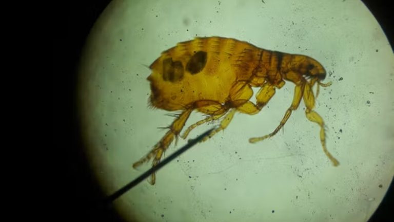 New Mexico Reports 1St Human Plague Case In 2026
