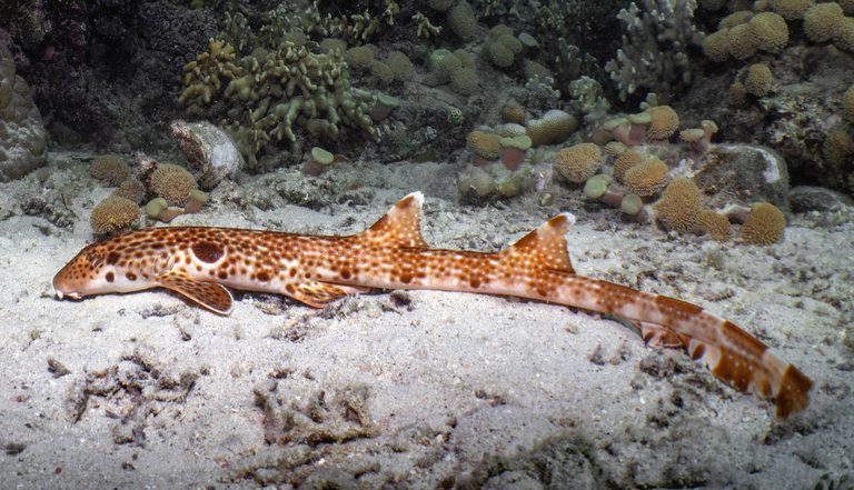 New Shark Species Discovered