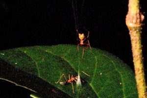 New Spider Species Found