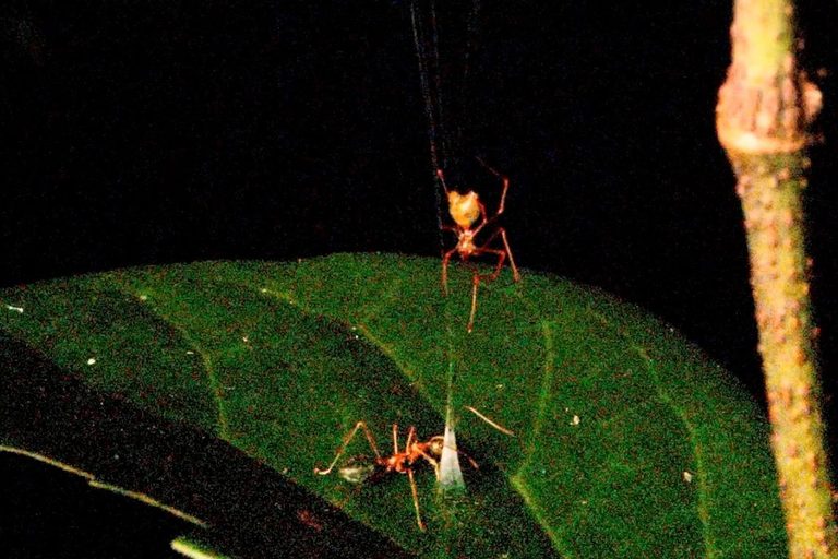 New Spider Species Found