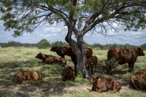 New World Screwworm Outbreak Hits Texas