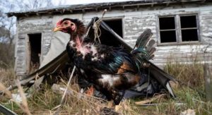 North Carolina Farm Abandons Hundreds Of Fighting Roosters