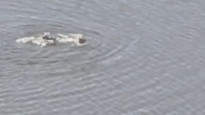 Nypd Arrests Rogue Swimmer In Central Park