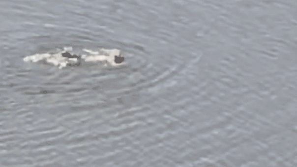 Nypd Arrests Rogue Swimmer In Central Park