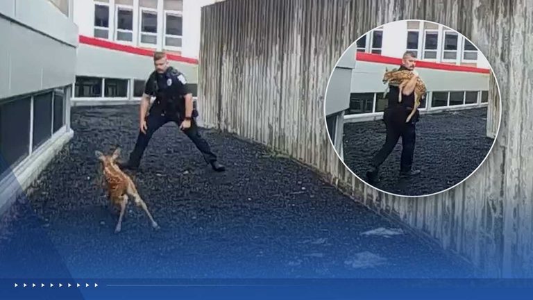 Officer Catches Fawn Trapped Behind School Fence