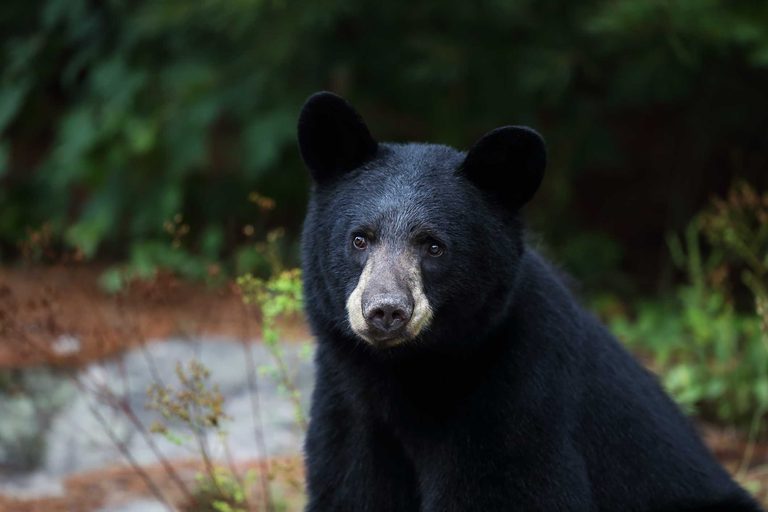 Ohio Sees Record High Black Bear Sightings