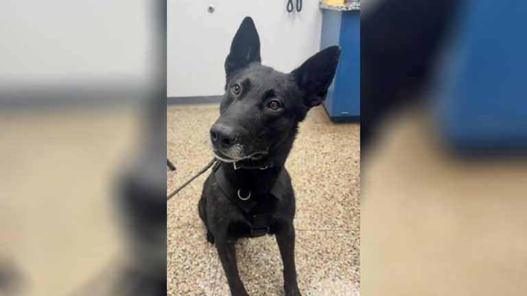 Okc Police K9 Injured