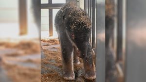 Okc Zoo Welcomes Premature Asian Elephant Calf