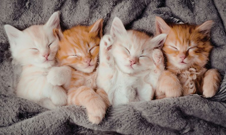 Operation Kindness Offers Name Your Price Cat Adoptions