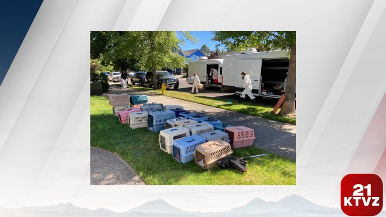 Oregon Humane Rescues 80 Cats