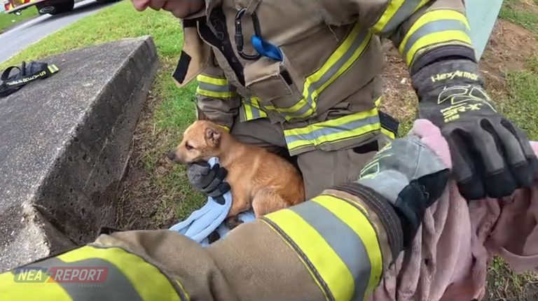 Paragould Firefighters Rescue Puppy