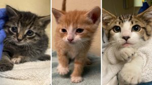 Pasadena Humane Offers Discounted Cat Adoptions