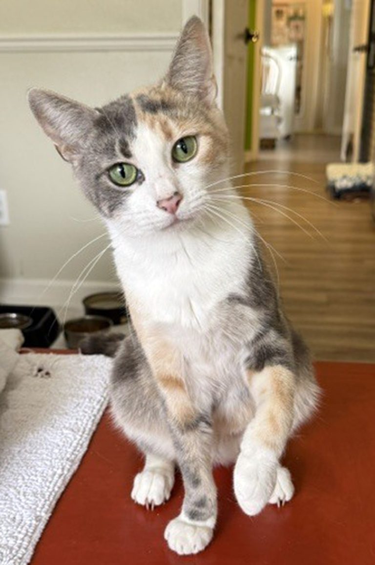 Pet Of The Week Cami