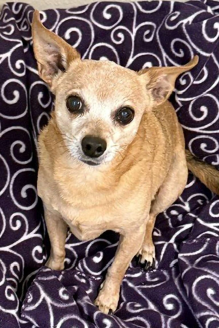 Pet Of The Week Peanut