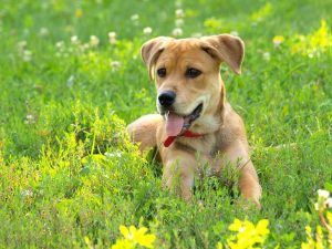Pet Safety During Heat Warning