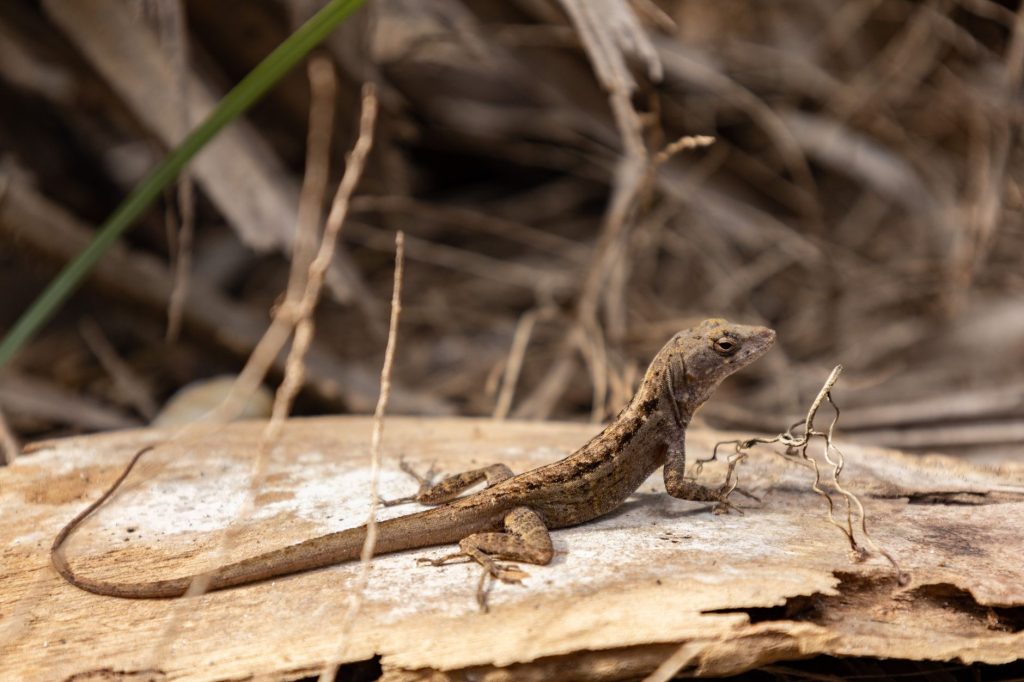 Hobe Sound National Wildlife Refuge — Port St. Lucie