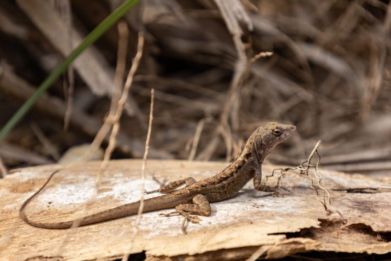 Hobe Sound National Wildlife Refuge — Port St. Lucie