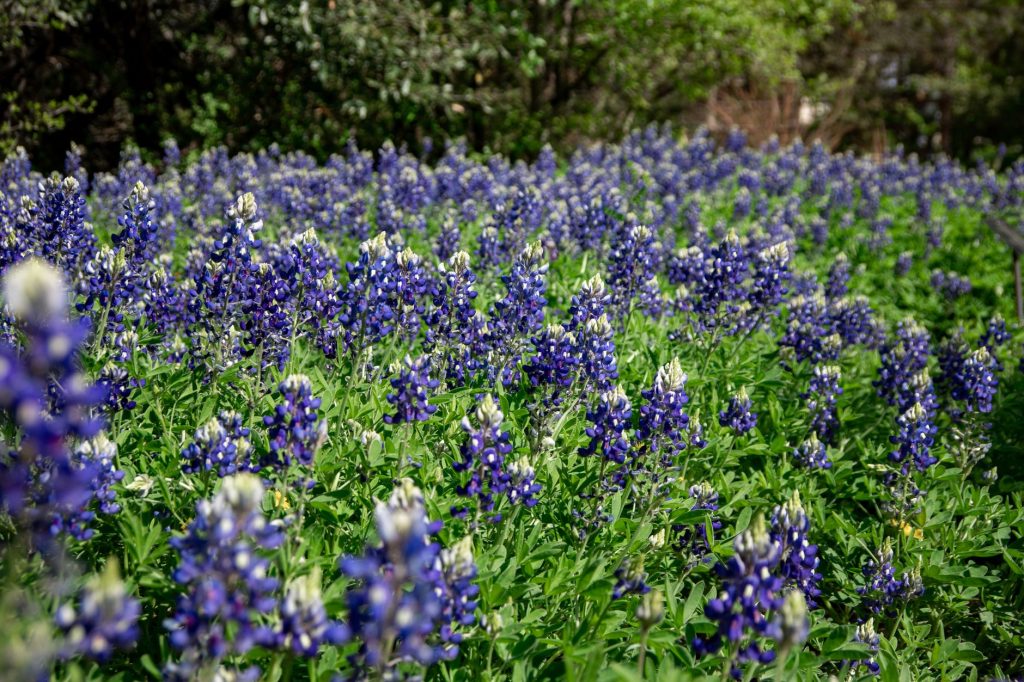 Bluebonnet Trail — Wylie