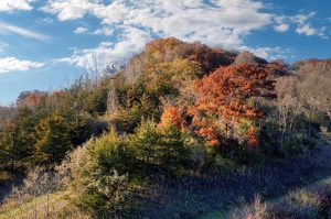 Windmill Hill Park — Desoto