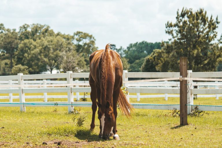 Bluefield Ranch — Port St. Lucie