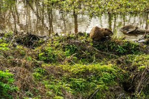 Beaver Creek Reservoir — Wylie