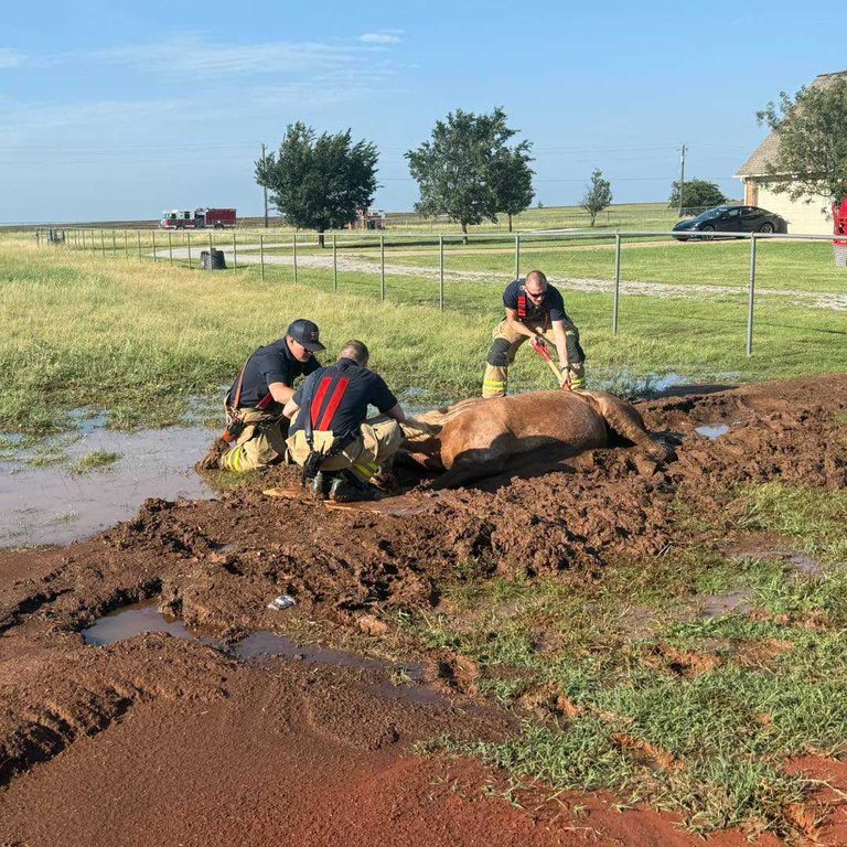 Piedmont Firefighters Rescue Horse Stuck In Mud