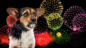 Protect Pets On Fourth Of July
