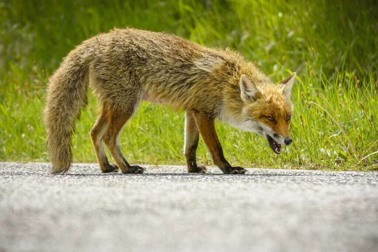 Rabid Animals Found In Multiple S C Counties