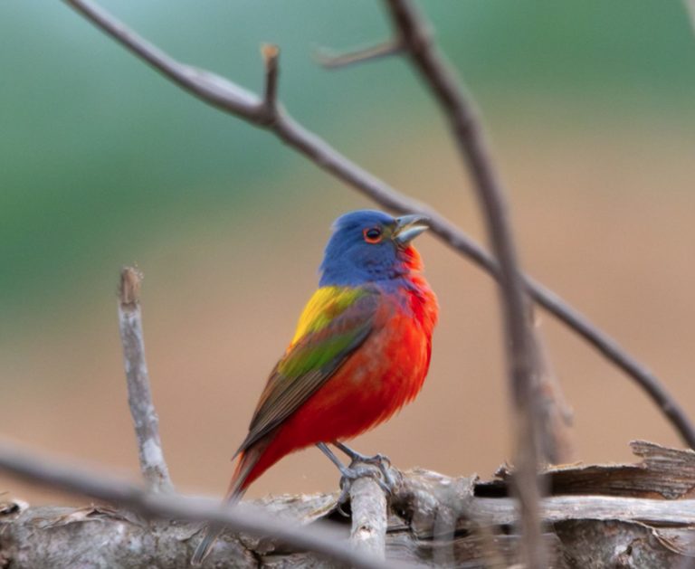 Raleigh Addresses Concerns Over Painted Bunting Habitat