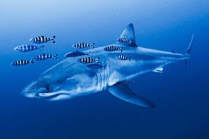 Rare Mediterranean Great White Shark Sighting