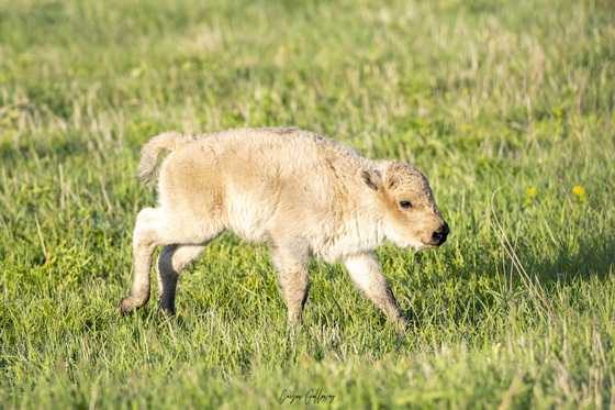 Rare White Bison Calf Dies At Iowa Refuge