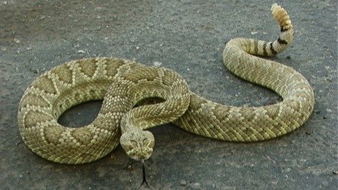 Rattlesnake Bites In Wyoming