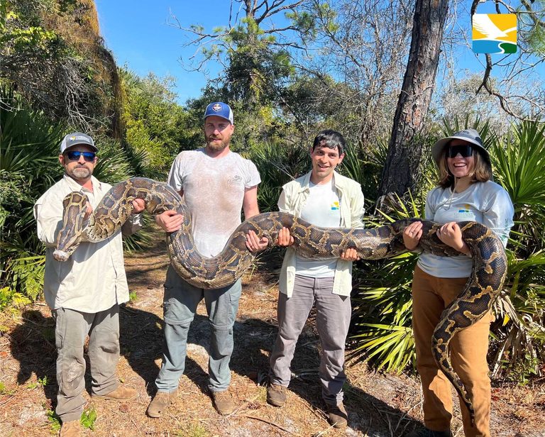 Record Burmese Python Removal In Southwest Florida