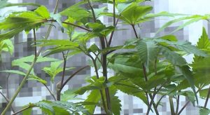 Redmond Accepts Applications For Final Marijuana Dispensary