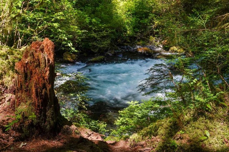 Remains In Olympic National Park Id D As Hawaii Man