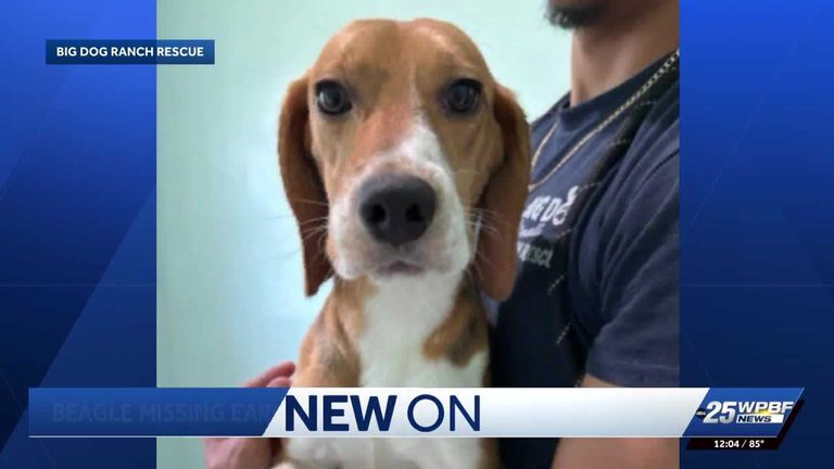 Rescued Beagle Dies After Escaping Adopter S Yard