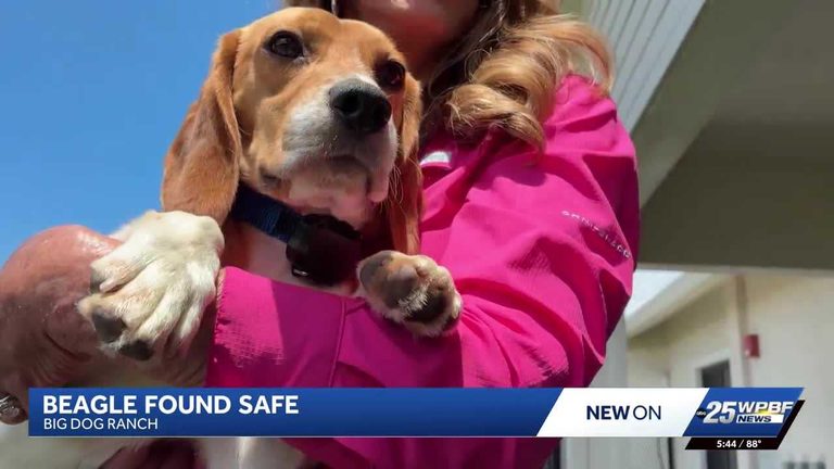 Rescued Beagle Found Alive After Alligator Scare