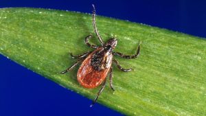 Ri Man Recovers From Rare Tick Borne Powassan Virus