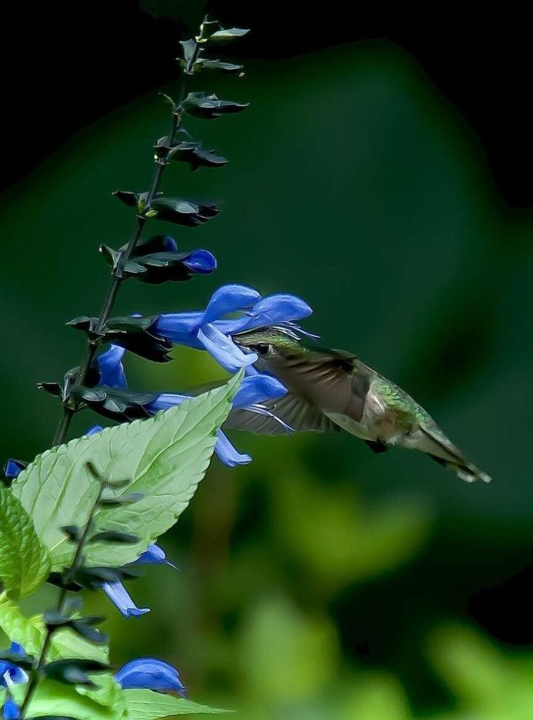 Rockin Blue Suede Shoes Salvia