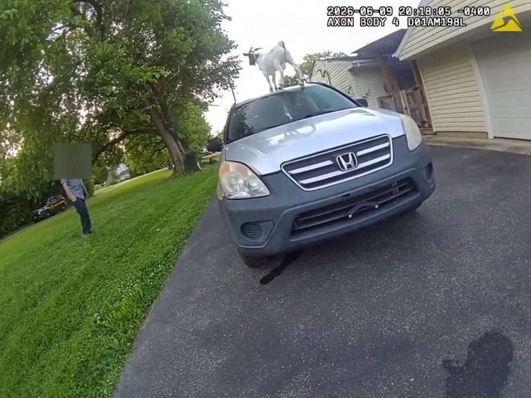 Runaway Goat Jumps On Cruiser