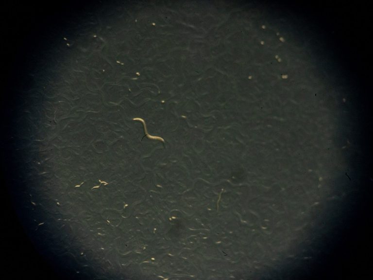 San Antonio Researchers Study Microplastics