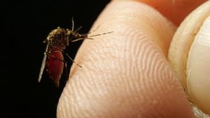 San Antonio Sees Uptick In Mosquitoes
